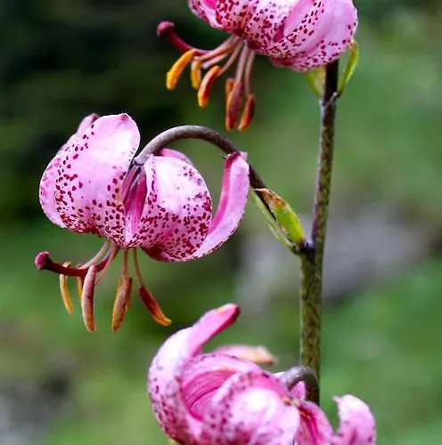 Apartamento Sam & Cindy Muehlemann Interlaken