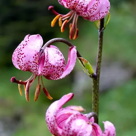 Apartament Sam & Cindy Muehlemann Interlaken