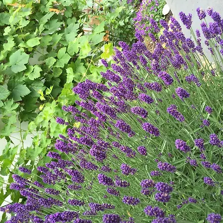 Sam & Cindy Muehlemann
